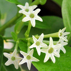 Night Blooming Jasmine