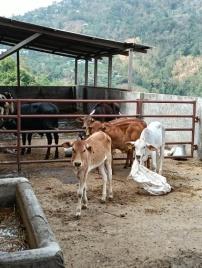 C:\Users\dr hmar.LPM\Desktop\Infrastructure LFP\Cattle photos\Selected\IMG20250429140743.jpg