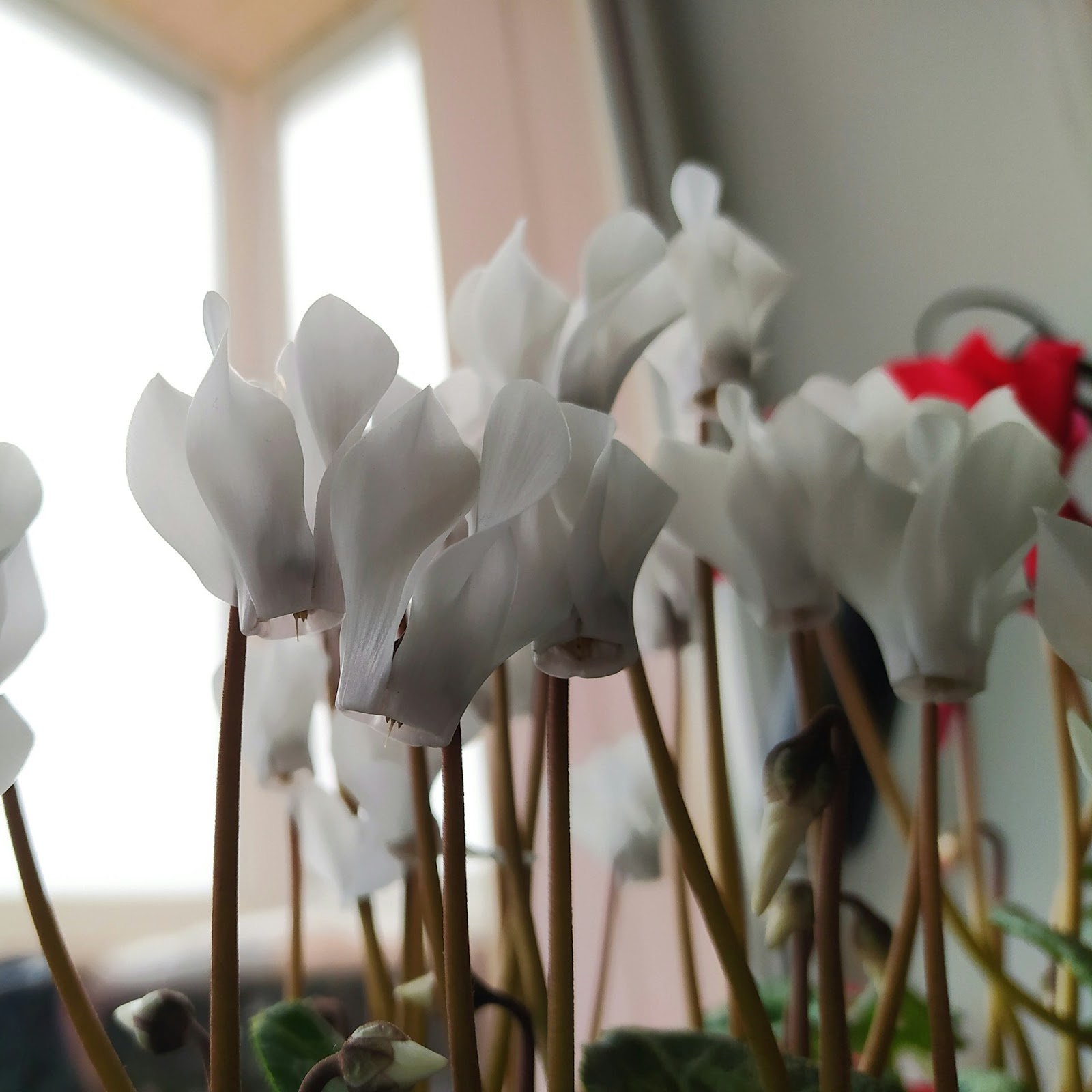 Potted Cyclamen Care