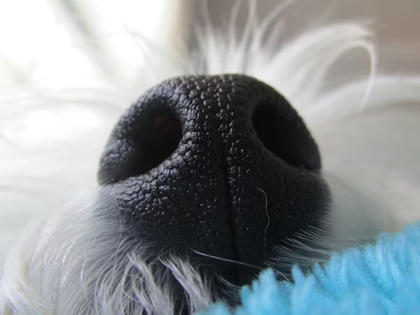 Close-up of dog's nose