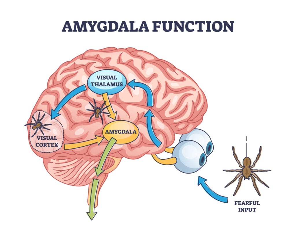 What Is The Amygdala: Function & Brain Location