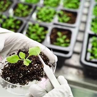 https://blog.aepla.es/wp-content/uploads/2021/02/biotecnologia-vegetal-agricultura-aepla.jpeg