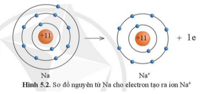 BÀI 5. GIỚI THIỆU VỀ LIÊN KẾT HÓA HỌC MỞ ĐẦUCâu hỏi: Trong điều kiện thường, nguyên tử của các nguyên tố khí hiếm tồn tại độc lập vì có lớp electron ngoài cùng bền vững. Nguyên tử của các nguyên tố khác luôn có xu hướng tham gia liên kết để có được lớp electron ngoài cùng bền vững tương tự khí hiếm. Vậy liên kết giữa các nguyên tử được hình thành như thế nào?Đáp án chuẩn:Hình thành nhờ vào sự góp chung electron, nhường hoặc nhận electron để đạt cấu hình electron bền vững của khí hiếm.I. ĐẶC ĐIỂM CẤU TẠO VỎ NGUYÊN TỬ KHÍ HIẾMCâu 1: Quan sát hình 5.1 hãy cho biết số electron ở lớp ngoài cùng của vỏ nguyên tử khí hiếmĐáp án chuẩn:Đều có 8 electron (trừ He là 2 electron).Tìm hiểu thêm: Helium được phát hiện vào năm 1868, khi các nhà khoa học nhận thấy một nguyên tố chưa được biết đến trong quang phổ ánh sáng từ Mặt Trời. Helium được đặt theo tên của thần Mặt Trời – Helios (theo tiếng Hy Lạp). Tuy nhiên, phải thới năm 1895, các nhà khoa học mới thu được helium trong quá trình xử lí quặng uranium. Mặc dù trong vũ trụ, helium là khí phổ biến thứ hai sau khí hydrogen, nhưng trên Trái Đất khí helium tương đối hiếm. Hãy tìm hiểu một số ứng dụng của helium trong thực tiễnĐáp án chuẩn:Bảo vệ các mối hàn tốt, tránh oxy hoá, han gỉ, làm sạch bồn chứa, làm chất bán dẫn…II. LIÊN KẾT ION1. Sự tạo thành liên kết trong phân tử sodium chlorideCâu 2: Quan sát hình 5.2 và 5.3, cho biết lớp vỏ của các ion Na+ , Cl- tương tự vỏ nguyên tử của nguyên tố khí hiếm nào?Đáp án chuẩn:- Lớp vỏ ion Na+ tương tự Ne.- Lớp vỏ ion Cl- tương tự Aron.Câu 3: Quan sát hình 5.2, hãy so sánh về số electron, số lớp electron giữa nguyên tử Na và Na+Đáp án chuẩn:Nguyên tử Na đã mất đi 1 electron để tạo thành ion Na+Câu hỏi 1: Số electron ở lớp ngoài cùng của nguyên tử K và F lần lượt là 1 và 7. Hãy cho biết khi K hết hợp với F để tạo thành phân tử potassium fluoride, nguyên tử K cho hay nhận bao nhiêu electron. Vẽ sơ đồ tạo thành liên kết trong phân tử potassium fluorideĐáp án chuẩn:- Nguyên tử K cho đi 1 electron.- Sơ đồ:2. Sự tạo thành liên kết trong phân tử magnesium oxideCâu 4: Quan sát hình 5.5 và 5.6 và cho biết các ion Mg2+ và O2- có lớp vỏ tương đương khí hiếm nào?Đáp án chuẩn:Tương đương Ne.Câu 5: Quan sát hình 5.5 hãy so sánh về số electron, số lớp electron giữa nguyên tử Mg và ion Mg2+Đáp án chuẩn:Số electron và số lớp electron của nguyên tử Mg nhiều hơn ion Mg2+Câu hỏi 2: Nguyên tử Ca có 2 electron ở lớp ngoài cùng. Hãy vẽ sơ đồ tạo thành liên kết khi nguyên tử Ca kết hợp với nguyên tử O tạo ra phân tử calcium oxideĐáp án chuẩn:- Nguyên tử Ca cho đi 2 electron lớp ngoài cùng => Ca2+. Nguyên tử O nhận 2 electron từ nguyên tử Ca => O2-.- Sơ đồ:Câu hỏi 3: Nguyên tử K kết hợp với nguyên tử Cl tạo thành phân tử potassium chloride. Theo em, ở điều kiện thường, potassium chloride là chất rắn, chất lỏng hay chất khí? Vì sao?Đáp án chuẩn:Potassium chloride là chất rắn ở điều kiện thường.III. LIÊN KẾT CỘNG HOÁ TRỊ1. Sự tạo thành liên kết trong phân tử hydrogenCâu 6: Quan sát hình 5.9 , hãy cho biết nguyên tử H trong phân tử Hydrogen có lớp vỏ tương tự khí hiếm nào?Đáp án chuẩn:Heli.Câu hỏi 4: Hai nguyên tử Cl liên kết với nhau tạo thành phân tử chlorinea) Mỗi nguyên tử Cl cần thêm bao nhiêu electron vào lớp ngoài cùng để có lớp vỏ tương tự khí hiếmb) Hãy vẽ sơ đồ tạo thành liên kết trong phân tử chlorineĐáp án chuẩn:a) Nhận thêm 1 electron vào lớp vỏ ngoài cùng.b) Sơ đồ:2. Sự tạo thành liên kết trong phân tử nướcCâu 7: Quan sát hình 5.10, trong phân tử nước, mỗi nguyên tử H và O có bao nhiêu electron ở lớp ngoài cùngĐáp án chuẩn:Nguyên tử H có 2 electron, O có 8 electron ở lớp ngoài cùng.Câu hỏi 5: Mỗi nguyên tử H kết hợp với 1 nguyên tử Cl tạo thành phân tử hydrogen chloride. Hãy vẽ sơ đồ tạo thành phân tử hydrogen chloride từ nguyên tử H và nguyên tử ClĐáp án chuẩn:Sơ đồ:Câu hỏi 6: Mỗi nguyên tử N kết hợp với 3 nguyên tử H tạo thành phân tử ammonia. Hãy vẽ sơ đồ tạo thành liên kết trong phân tử ammonia.Đáp án chuẩn:Sơ đồ:3. Sự tạo thành liên kết trong phân tử carbon dioxideCâu 8: Quan sát hình 5.11, hãy cho biết trong phân tử khí carbon dioxide, nguyên tử cacbon có bao nhiêu electron dùng chung với nguyên tử OĐáp án chuẩn:4 electron Câu hỏi 7: Hai nguyên tử N kết hợp với nhau tạo thành phân tử nitrogen. Hãy vẽ sơ đồ tạo thành liên kết trong phân tử nitrogen Đáp án chuẩn:Sơ đồ:VẬN DỤNG