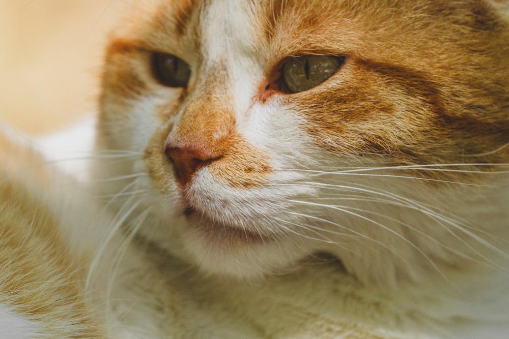 Close-Up Portrait of a Ginger and White Cat