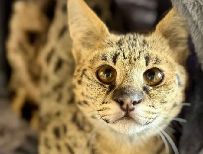 Savannah Cat Becomes Victim