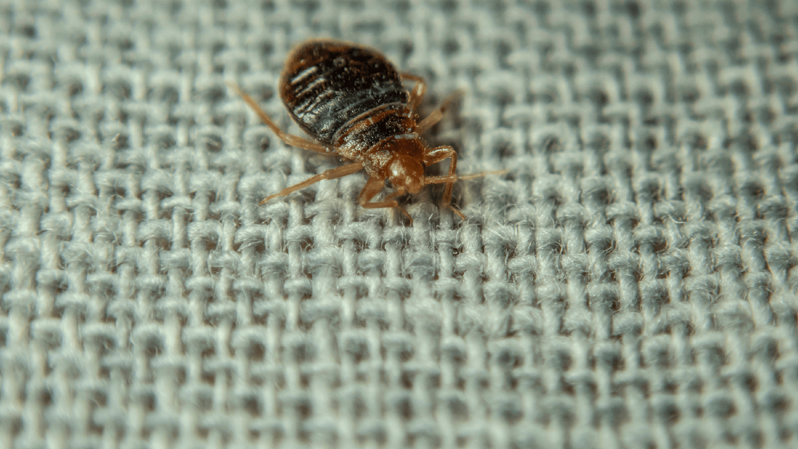 A close-up of an adult bed bug on a green blanket, requiring professional exterminator bed bugs services