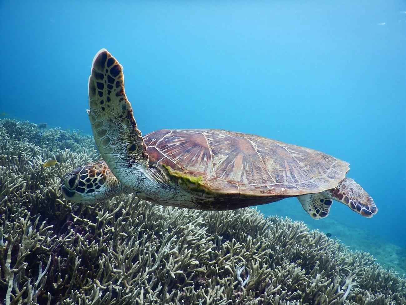 爬虫類, カメ, 屋外, 動物 が含まれている画像

AI によって生成されたコンテンツは間違っている可能性があります。