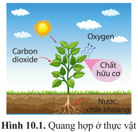 BÀI 10 - SỰ CHUYỂN HÓA NĂNG LƯỢNG VÀ ENZYME