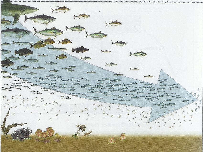 A group of fish swimming in the ocean

Description automatically generated