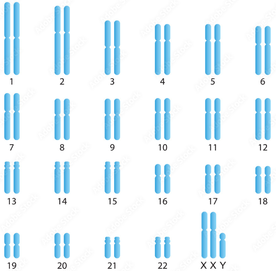 BÀI 6: ĐỘT BIẾN NHIỄM SẮC THỂ