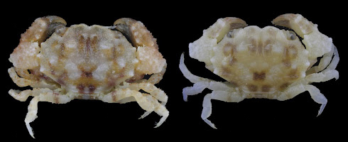 Two images of a small white crab species.