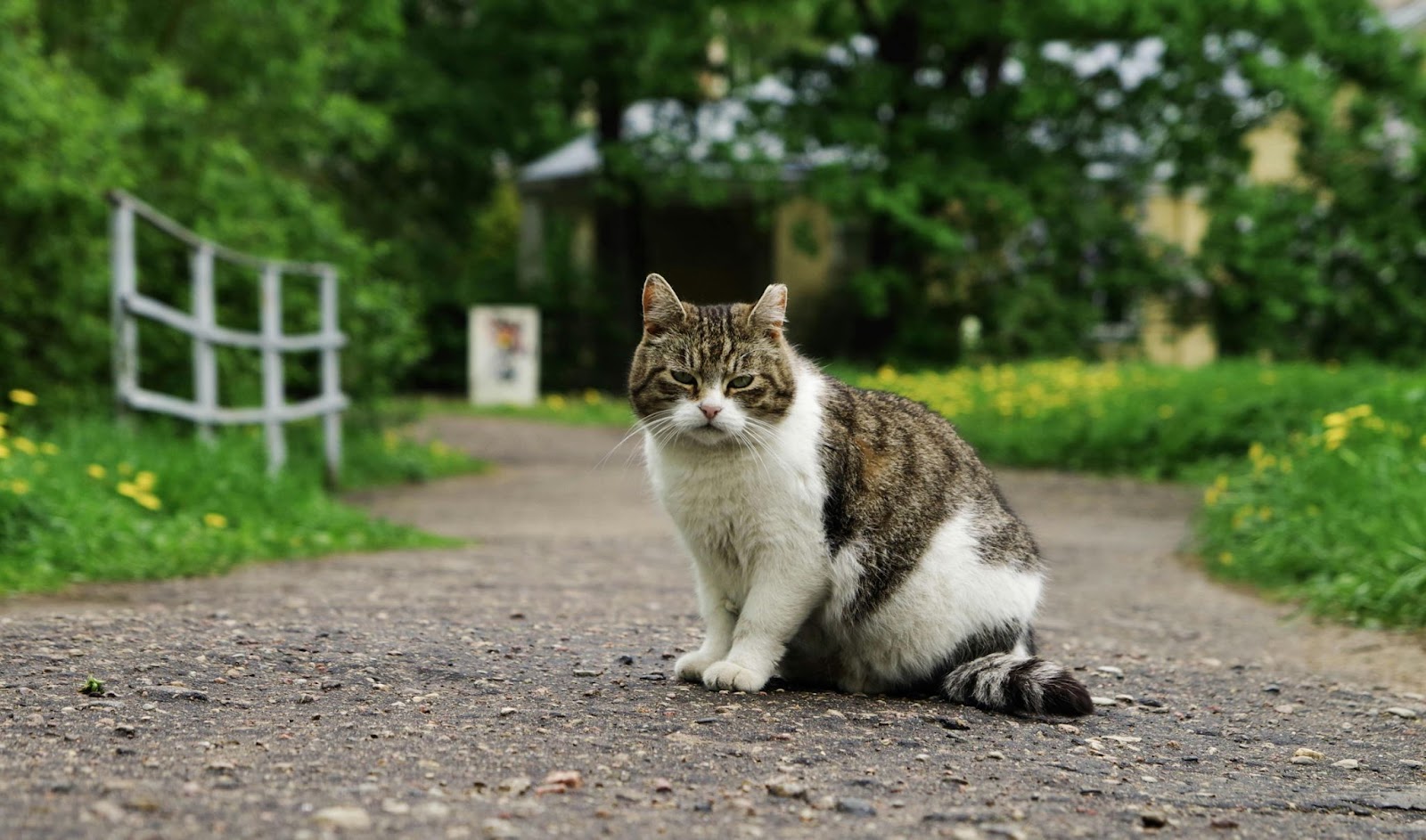 giftige planten voor katten