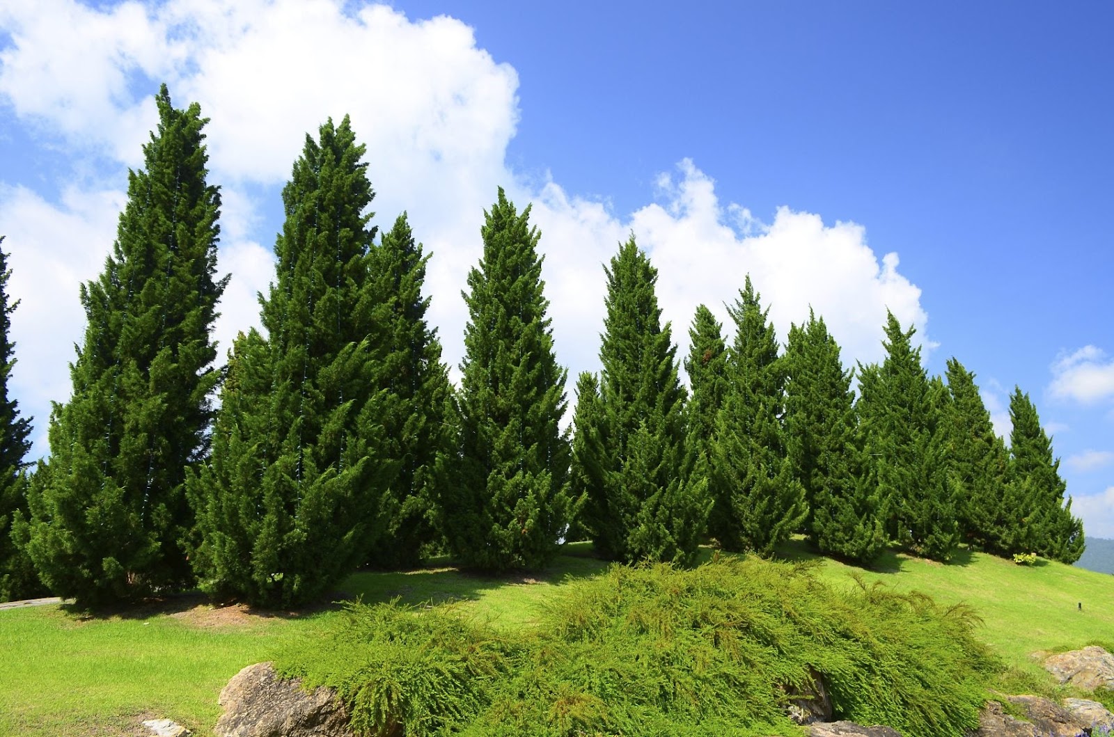 How to mix cedar oil for pest control