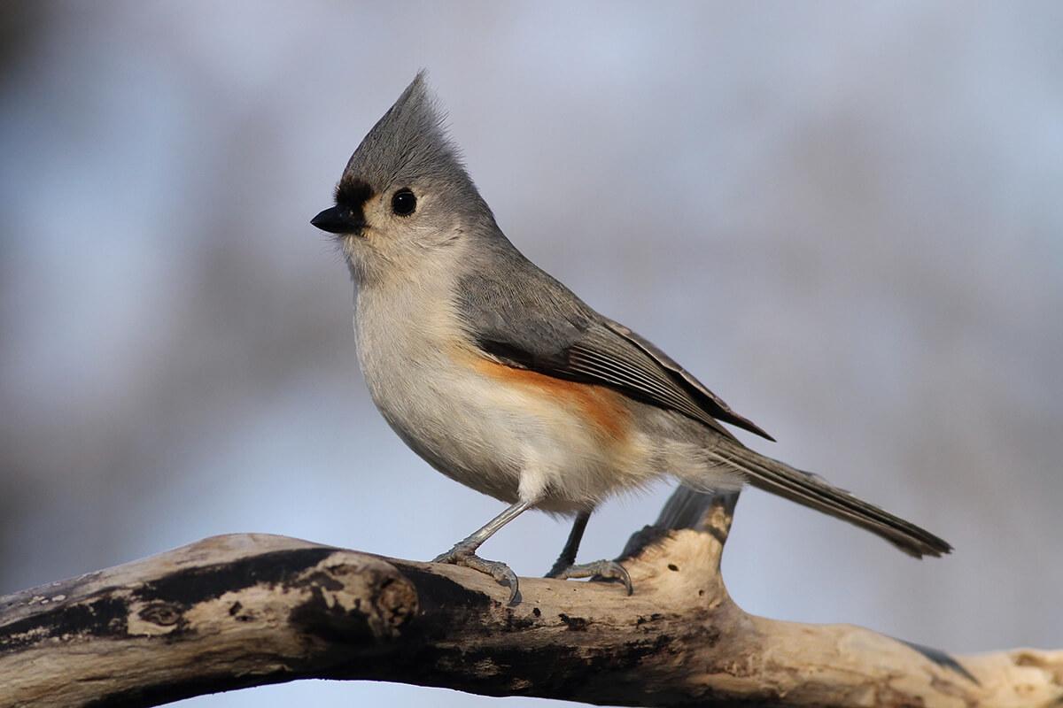 Tufted Titmouse - Song Of America