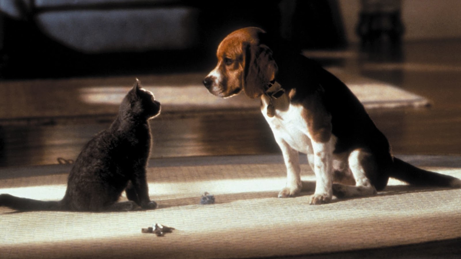 Escena de un perro Beagle y un gato gris oscuro sentados frente a frente en una habitación iluminada, mirándose fijamente en actitud seria.