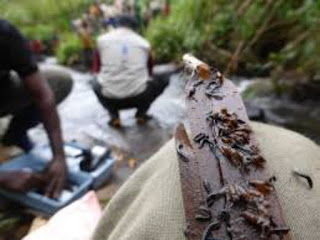 Black - flies - found - in -The - Hills - Districts - of - Darjeeling - and - Kalimpong