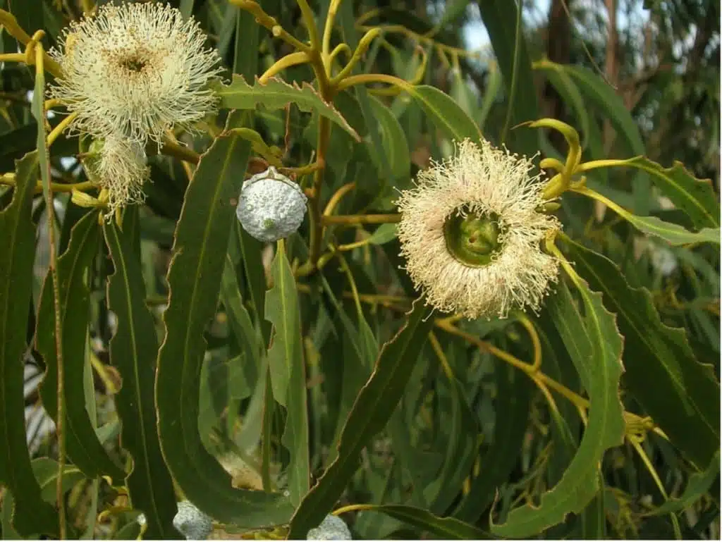 Quelles sont les principales floraisons pour la récolte de miel d’été ? - PLANTES MELLIFÈRES