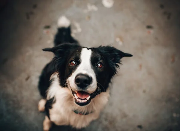 Black and white dog looking up