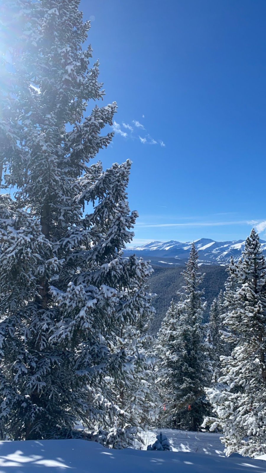 Tall, snowy pines rise up out of powdery snow on a ski slope overlooking forests stretching out toward a range of white peaks in the distance under a sunny blue sky.