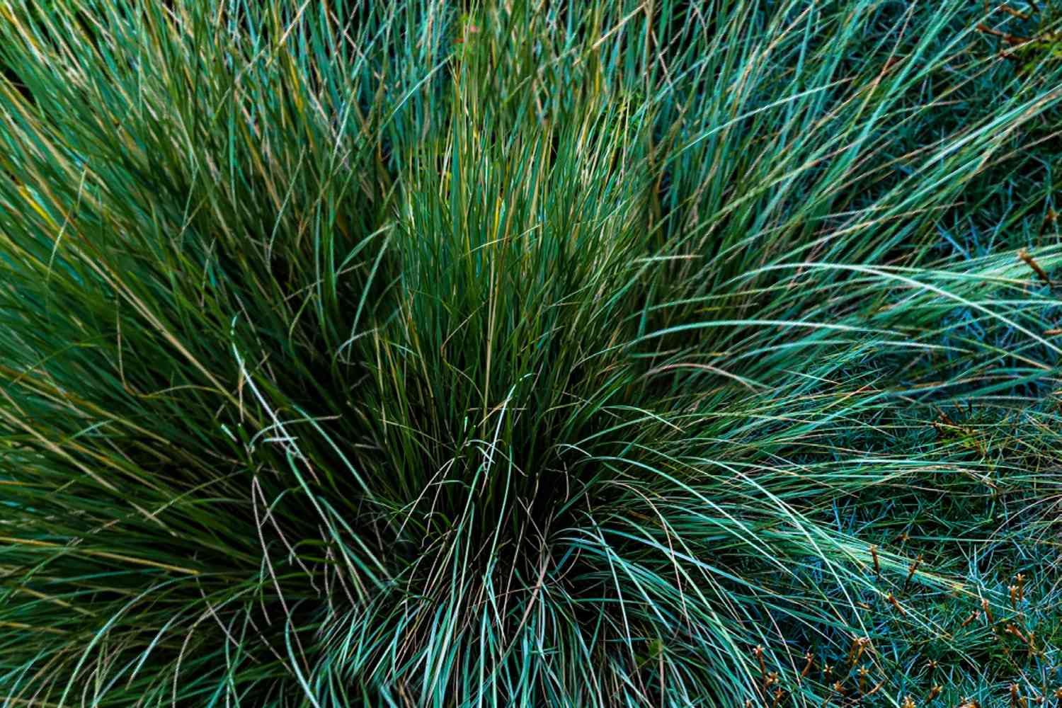 Blue Fescue Origin and History