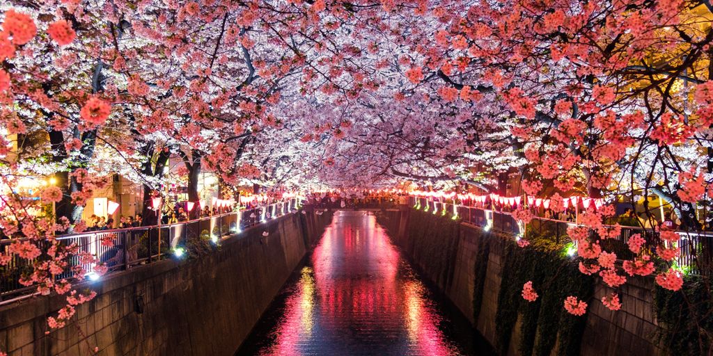 canal between cherry blossom trees