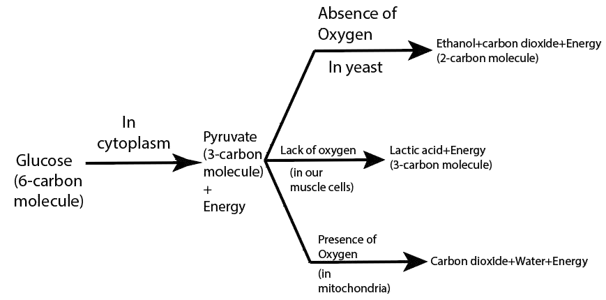 The different ways in which glucose is oxidized to provide energy in various organisms