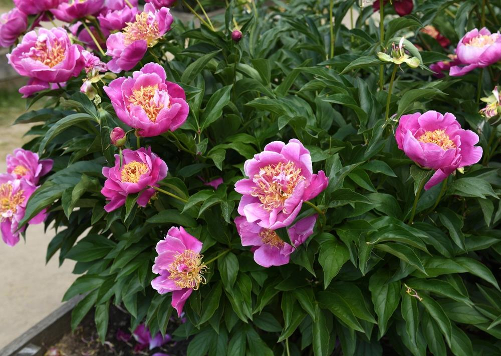 Peonies