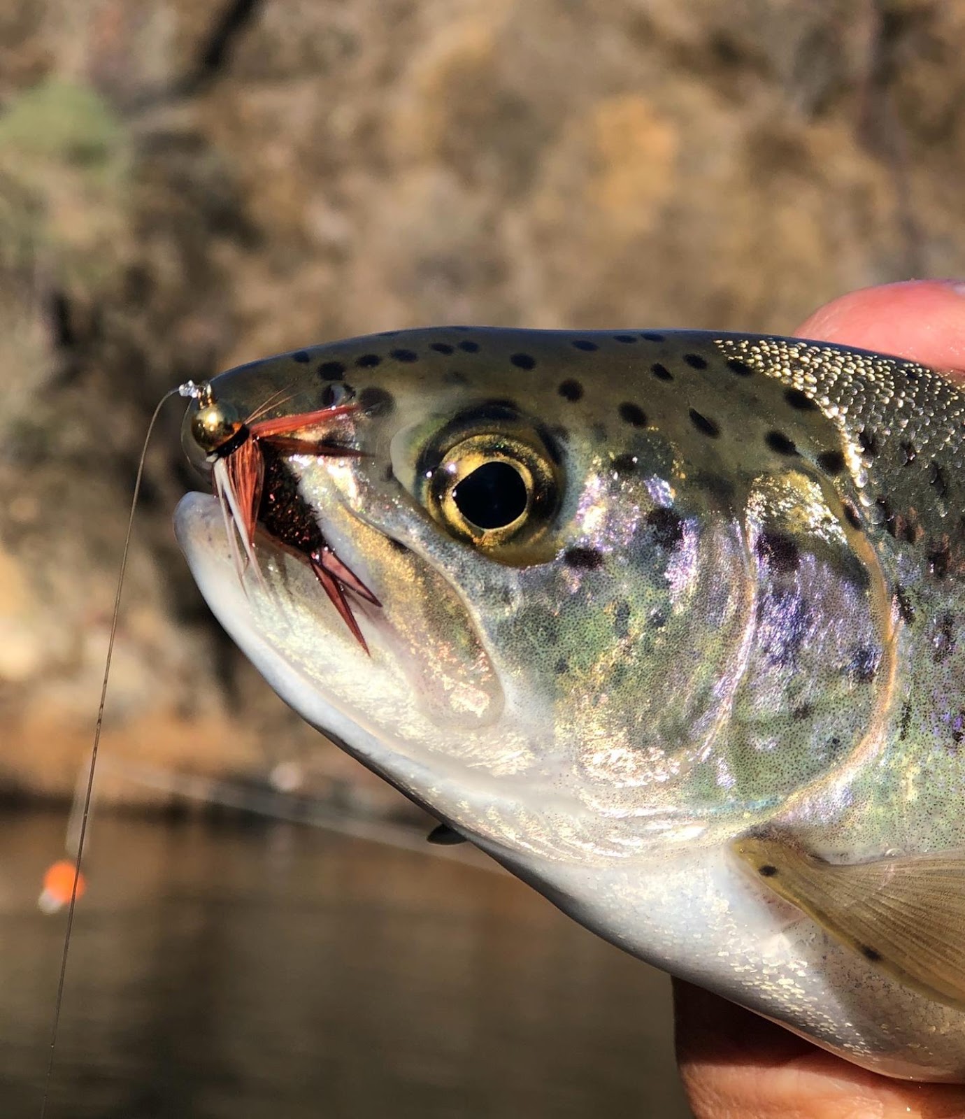 A fish with a fishing hook

Description automatically generated