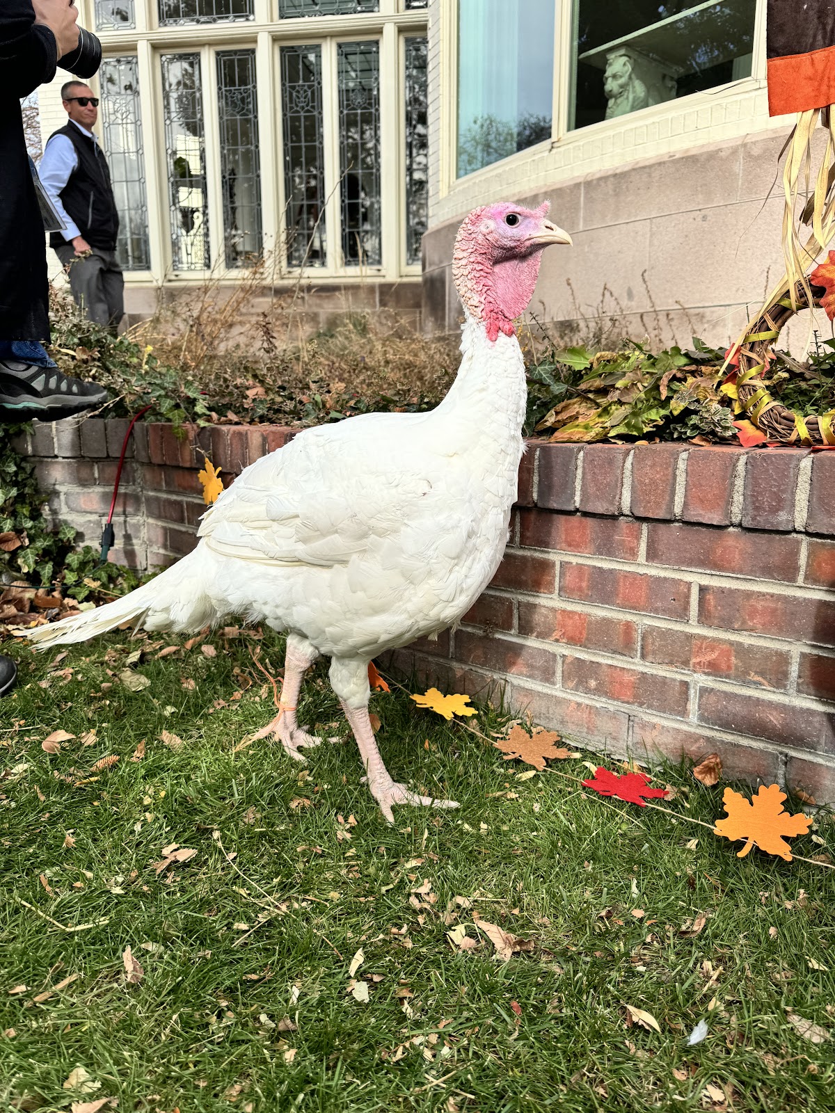 Fred, Male Turkey.