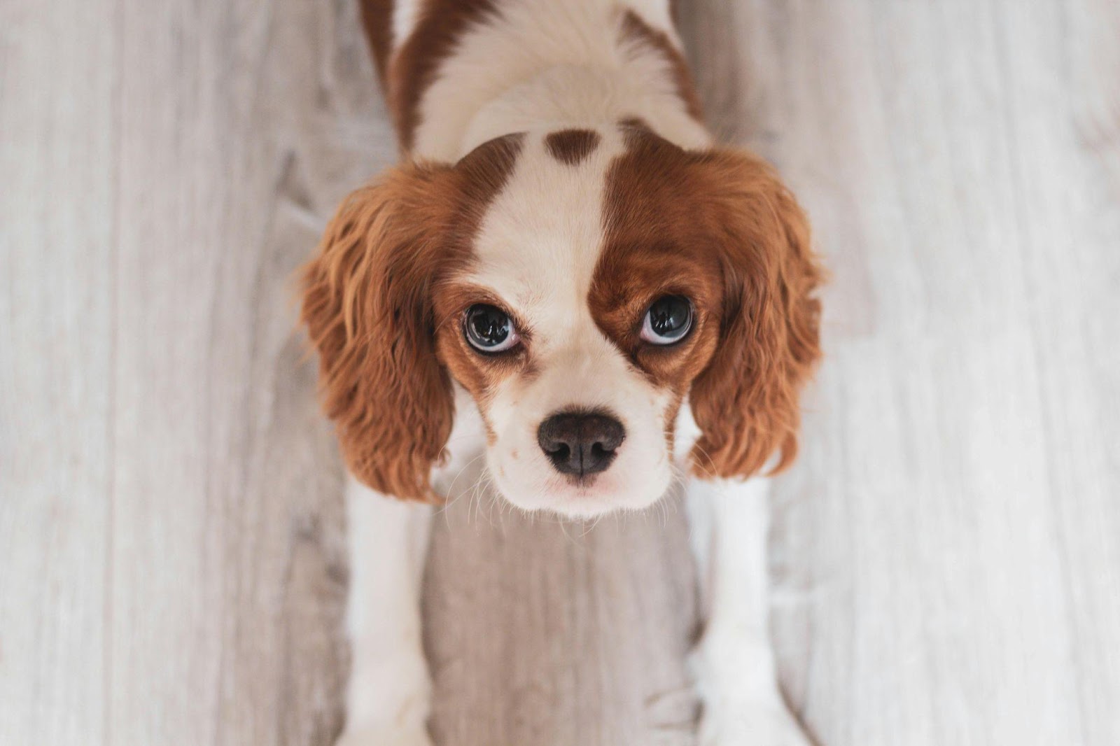 Cavalier King Charles Spaniels