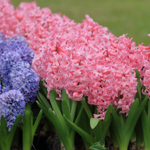 40 flowers name in hindi