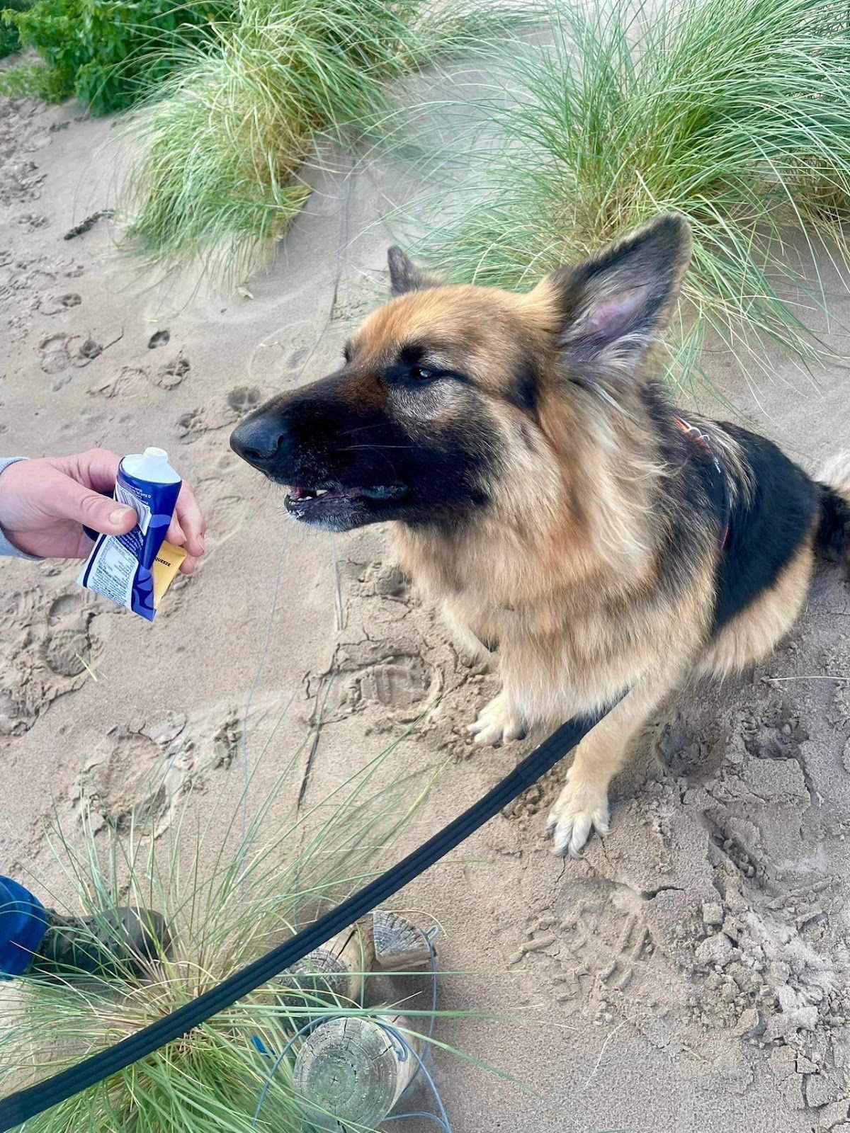 Cheese Face! Super star pet trailer Buddy the GSD enjoying his reward