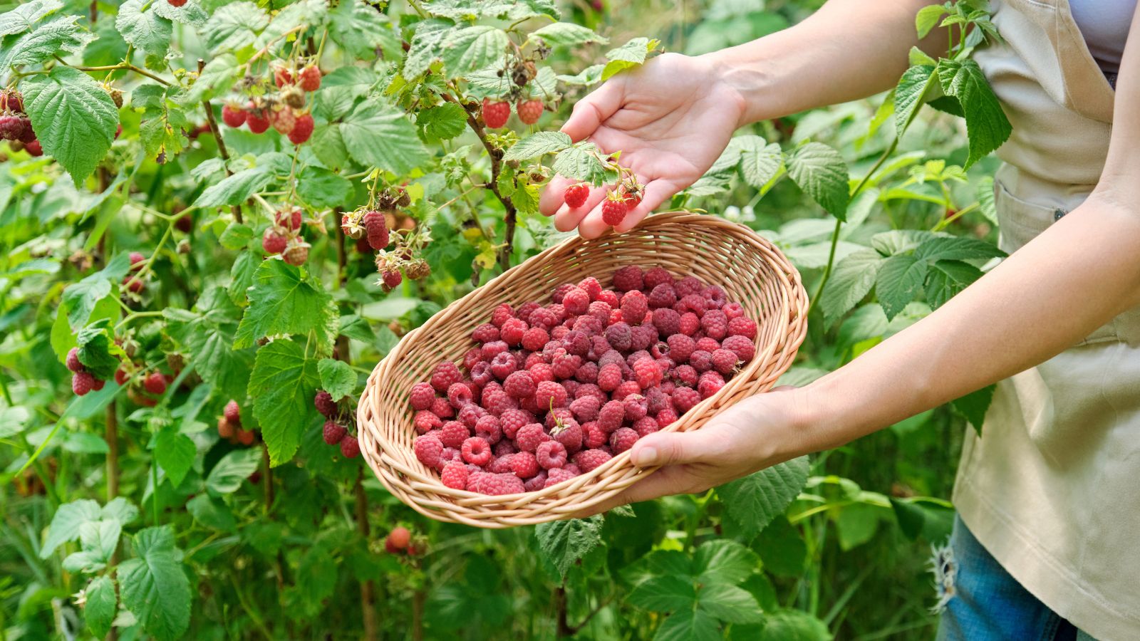 A shot of a person in the process of harvesting ripe, red colored fruits in a well lit area outdors