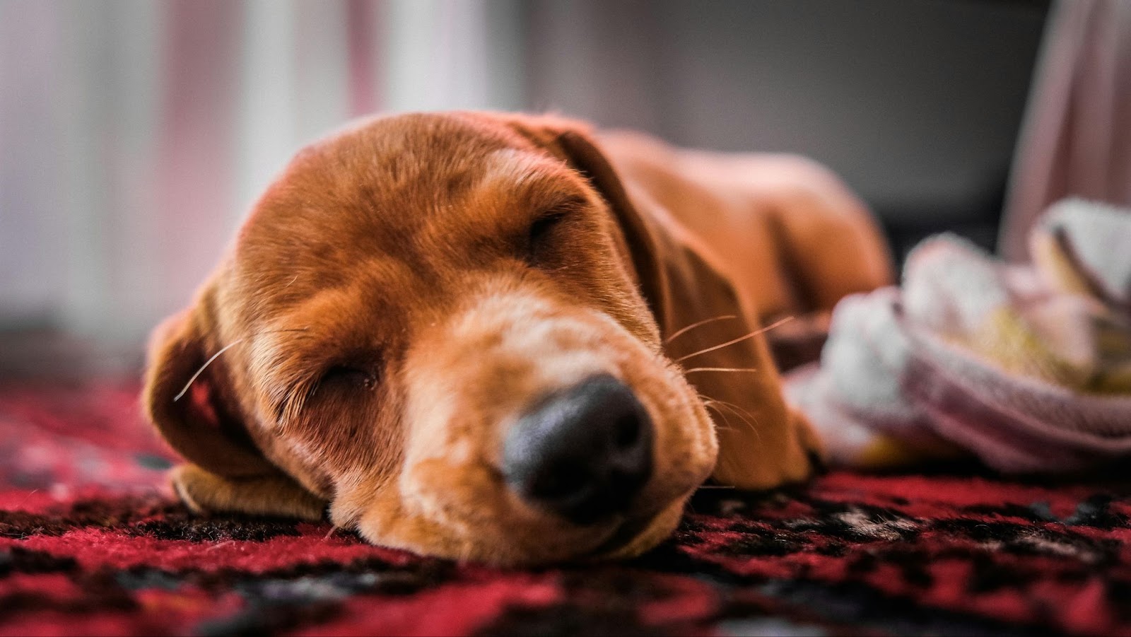 Brown Beagle Mix Puppy Sleeping