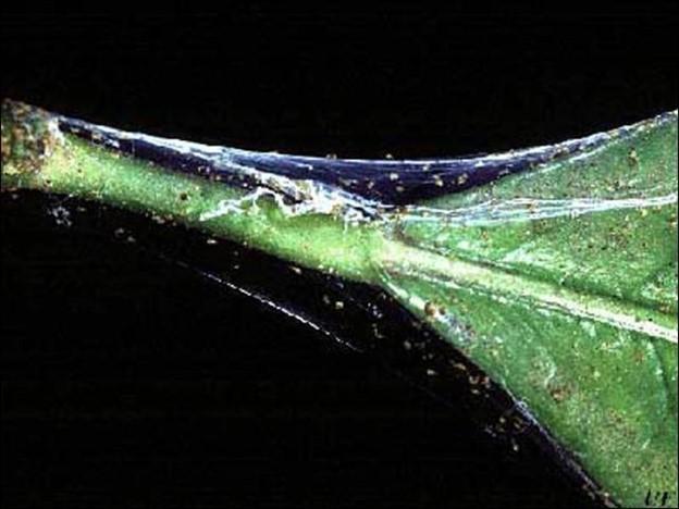 Close-up of a leaf with a black background

Description automatically generated