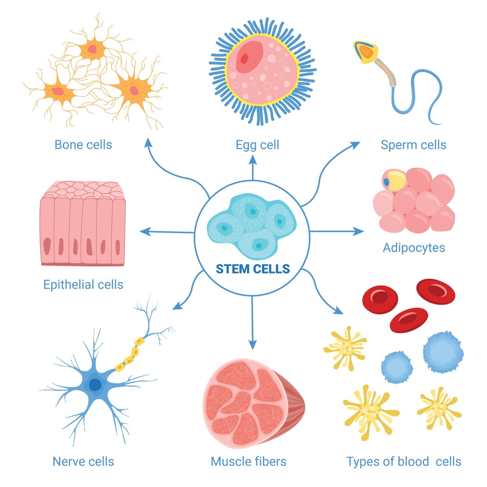 Different types of stem cells caused by cell differentiation