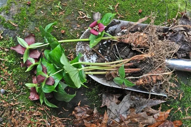 How to Prepare the Garden for Trillium