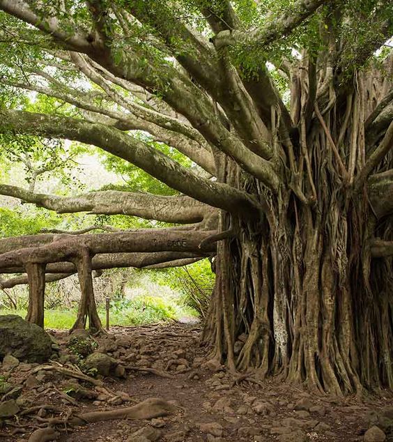 Bayan Tree