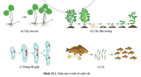 BÀI 32. KHÁI QUÁT VỀ SINH SẢN VÀ SINH SẢN VÔ TÍNH Ở SINH VẬT MỞ ĐẦUCâu hỏi: Cho biết các sinh vật duy trì nòi giống bằng cách nào? Cho ví dụĐáp án chuẩn:Duy trì nòi giống bằng cách: sinh sản (đẻ con, đẻ trứng,…).I. KHÁI NIỆM SINH SẢNCâu 1: Quan sát hình 32.1, cho biết kết quả và ý nghĩa của sinh sản ở sinh vậtĐáp án chuẩn:Kết quả là tạo ra cá thể mới, tăng số lượng cá thể của loài. Giúp bảo đảm sự phát triển của loài.II. KHÁI NIỆN SINH SẢN VÔ TÍNHCâu 2: Quan sát hình 32.1a va 32.1c,a. Mô tả quá trình sinh sản của cây rau má và trùng đế giày.b. Sinh sản ở các sinh vật này có sự kết hợp của yếu tố đực và yếu tố cái khôngTừ đó cho biết:c. Các sinh vật này có hình thức sinh sản nào?d. Vì sao các cá thể con sinh ra đều giống nhau và giống mẹ?Đáp án chuẩn:a. Cây rau má: Từ rễ của cây mẹ phát triển thành một cây con mới.Trùng đế giày: Cơ thể mẹ phân đôi thành hai cơ thể conb. Không cóc. Hình thức sinh sản vô tính.d. Vì cơ thể con chỉ nhận được chất di truyền từ cơ thể mẹ.Câu 3: Quan sát hình 32.2 cho biết cây con được hình thành từ bộ phận nào của cây mẹ? Từ đó phân biệt các hình thức sinh sản sinh dưỡng ở thực vậtĐáp án chuẩn:Cây bỏng con sinh ra từ lá của cây mẹ. Cây dâu tây sinh ra từ rễ của cây mẹ. Cây gừng và khoai lang sinh ra từ củ của cây mẹ → sinh sản sinh dưỡng là sự hình thành cây mới từ một phần của cơ quan sinh dưỡng như rễ, thân, lá.Câu hỏi 1: Lấy ví dụ về các hình thức sinh sản sinh dưỡng ở thực vậtĐáp án chuẩn:Cây rau má: Từ một đoạn thân của cây mẹ, sau khi dâm vào đất thì sẽ phát triển thành một cây con mới.Câu 4: Quan sát hình 32.3 và phân biệt các hình thức sinh sản vô tính ở động vật theo gợi ý bảng sauĐáp án chuẩn:Tiêu chíNảy chồiTrinh sảnPhân mảnhKhái niệmSinh vật mới phát triển từ chồi nonTrứng không thụ tinh → cơ thể mớiCơ thể mới sinh ra từ một mảnh của cơ thể mẹĐặc điểmSinh vật mới phát triển gắn liền với sinh vật mẹ, sau khi trưởng thành tách hẳn khỏi cơ thể mẹCá thể mới luôn là giống đực.Từ một mảnh khuyết thiếu từ mẹ → cá thể con hoàn thiện.Ví dụThuỷ tứcOngSao biểnTìm hiểu thêm: Hãy tìm hiểu ong thợ và ong chúa được sinh ra như thế nào và vì sao chúng khác nhau về hình thái, vai trò trong đàn ong.Đáp án chuẩn:- Ong chúa và ong thợ đều được sinh ra từ trứng đã thụ tinh. Ong chúa được chăm sóc trong mũ chúa ngay từ bé và được cho ăn hoàn toàn bằng sữa ong chúa. Còn ấu trùng ong thợ được nuôi trong các tổ thường và chỉ được cho ăn sữa ong chúa trong 3 ngày đầu tiên rồi được nuôi bằng mật ong và phấn hoa cho tới khi trưởng thành.- Vai trò: + Ong chúa có nhiệm vụ đẻ trứng để tăng quân đồng thời đảm bảo sự tồn tại của đàn ong, nhiệm vụ duy trì trật tự xã hội của đàn ong + Ong thợ đảm nhận tất cả các công việc nặng nhọc nhất trong đàn ong như xây tổ, chăm sóc ấu trùng, ong non và ong chúa, tìm kiếm thức ăn, phòng chống kẻ thù,…III. VAI TRÒ VÀ ỨNG DỤNG CỦA SINH SẢN VÔ TÍNH TRONG THỰC TIỄN.Câu 5: Lấy ví dụ cho thấy sinh sản vô tính có vai trò quan trọng trong việc duy trì các đặc điểm của sinh vật.Đáp án chuẩn:Nuôi cấy mô cây phong lan, sâm ngọc linh.Câu 6: Nêu các biện phấp nhân giống vô tính ở thực vật. Mỗi biện pháp lấy ví dụ 1 - 2 loài cây Đáp án chuẩn:Nuôi cấy mô: Cây mía, cây sắn , cây nghệGiâm cành, chiết cành: cây cam, bưởi, táo,Vận dụng 1Câu hỏi: Lấy ví dụ về ứng dụng sinh sản vô tính của sinh vật ở địa phương emĐáp án chuẩn:= Trồng bưởi, cam nhờ phương pháp chiết cành; giâm cành mía;...Vận dụng 2