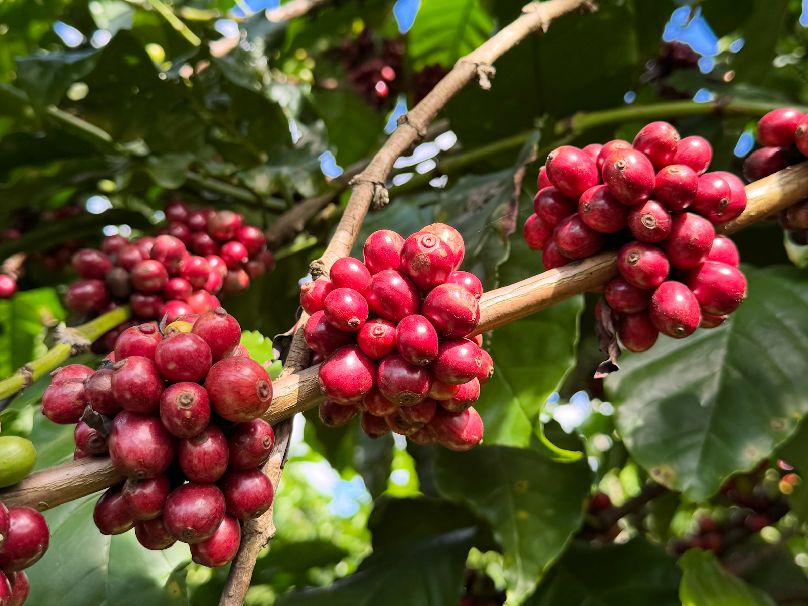 2. What is Robusta Coffee?