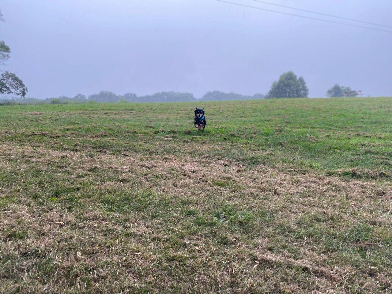 Rico a small black and tan dog Running in the rain!