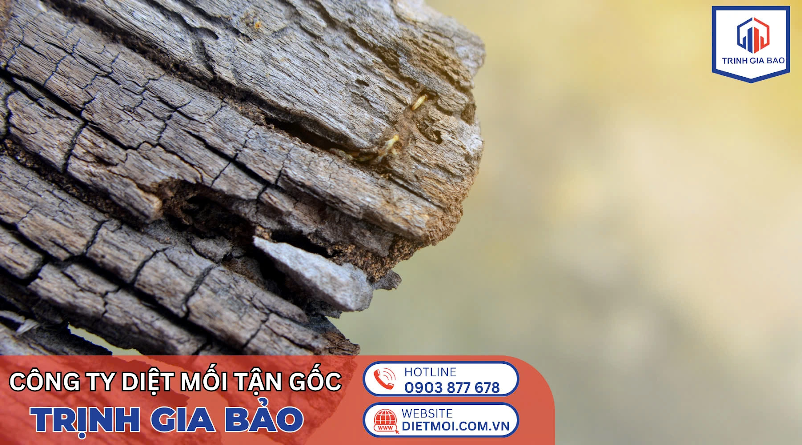 Trịnh Gia Bảo - Giải pháp diệt mối chuyên nghiệp, hiệu quả