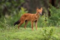 dhole a wild animal