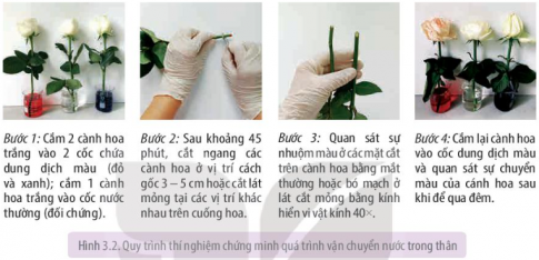 BÀI 3 THỰC HÀNH: TRAO ĐỔI NƯỚC VÀ KHOÁNG Ở THỰC VẬT