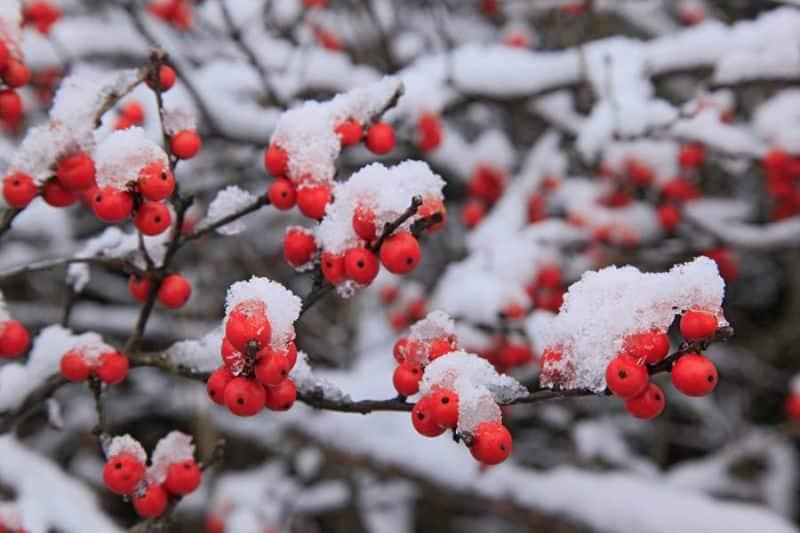 Winterberry Holly berries and snow near Long Lake 900px