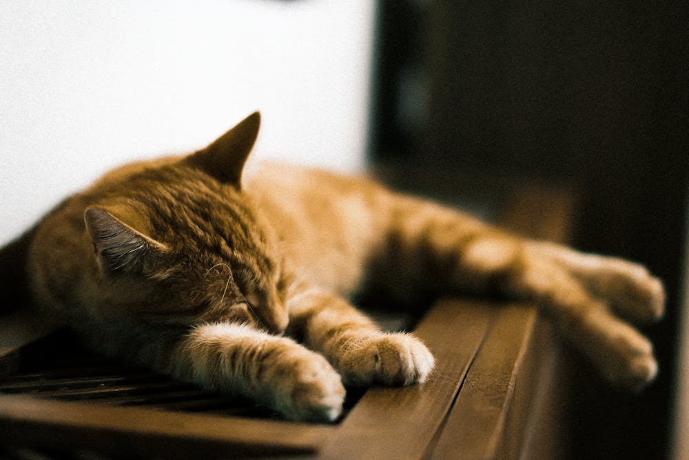 Relaxed Ginger Cat Sleeping on Wooden Surface
