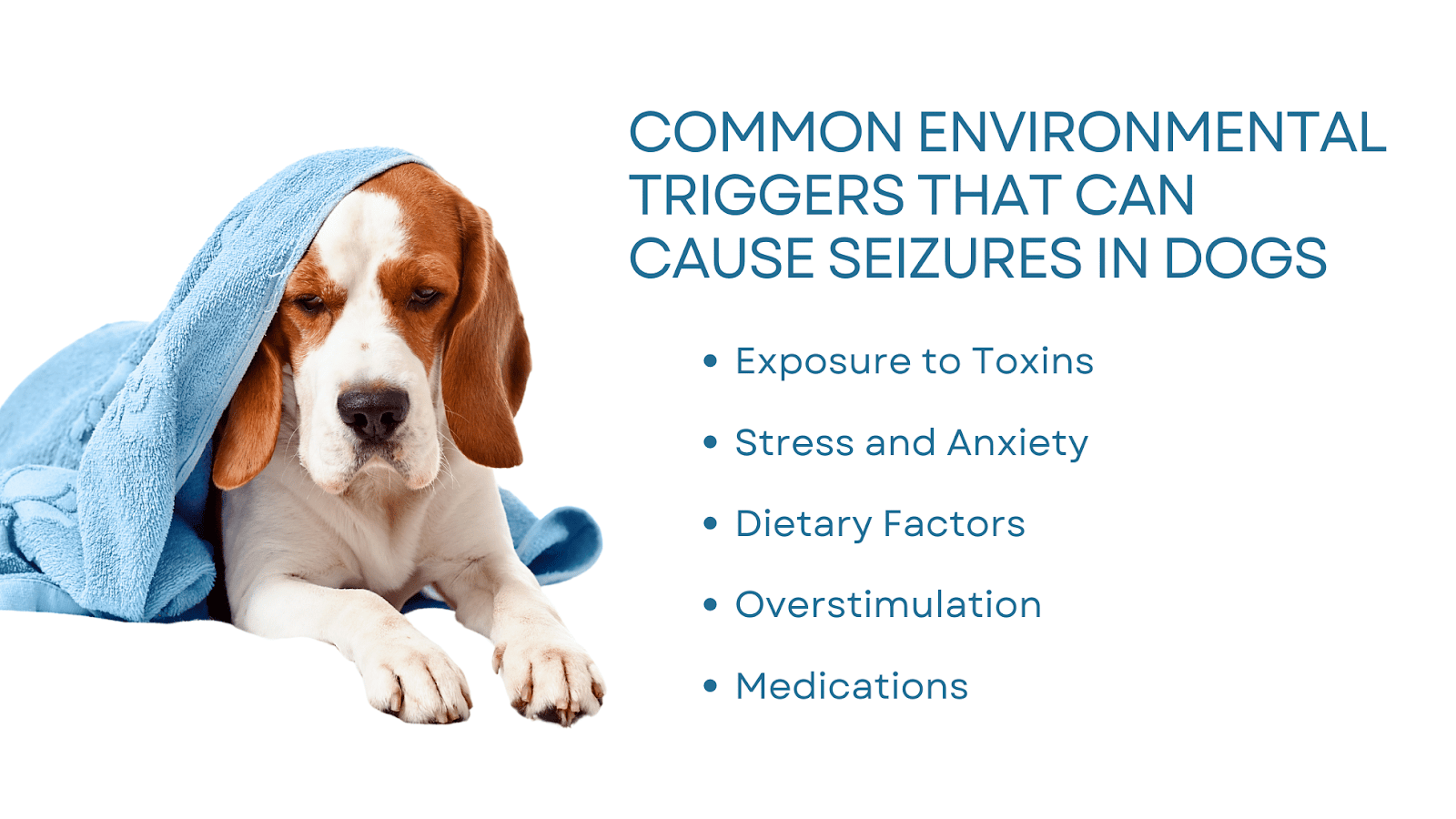 This infographic details common environmental triggers that can cause seizures in dogs