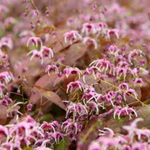 flowers names in hindi