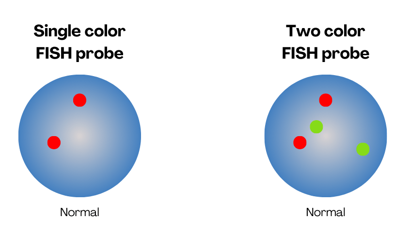 Single and two color FISH probes. 