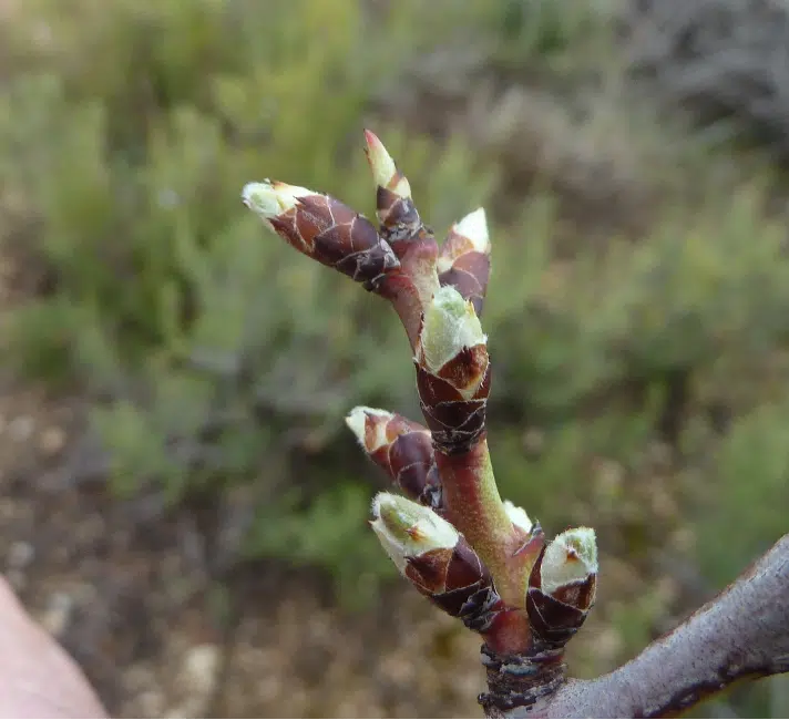 Quelles sont les floraisons apicoles du début du printemps ? - PLANTES MELLIFÈRES